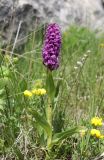 Dactylorhiza incarnata