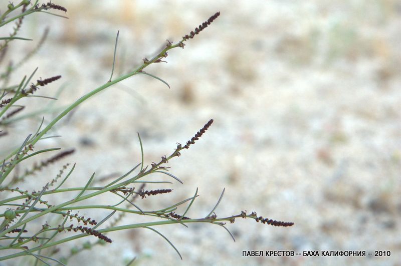 Image of Stillingia linearifolia specimen.