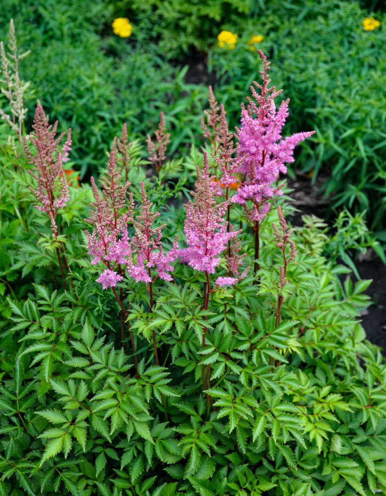 Image of Astilbe chinensis specimen.