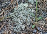 Cladonia arbuscula