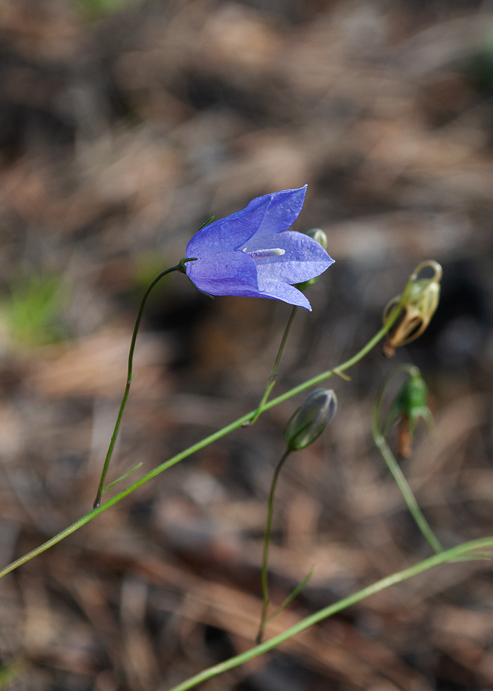 Image of Campanula rotundifolia specimen.