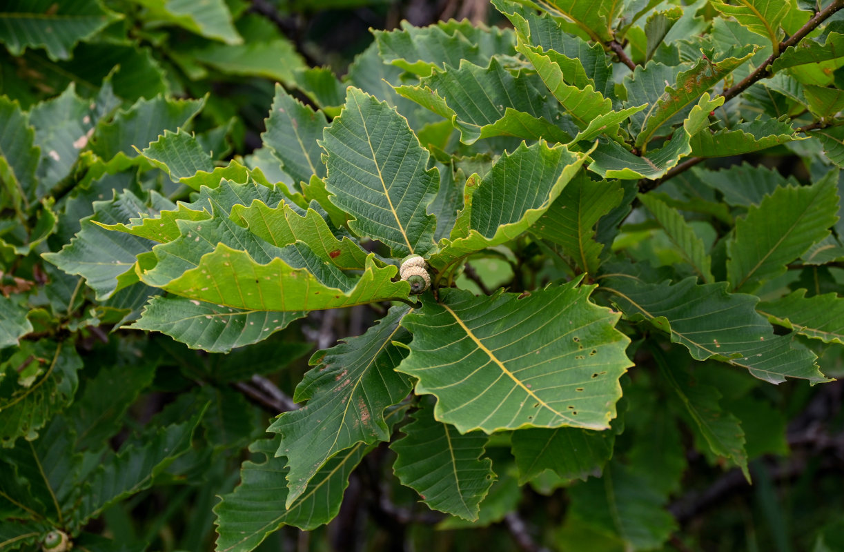 Изображение особи Quercus crispula.