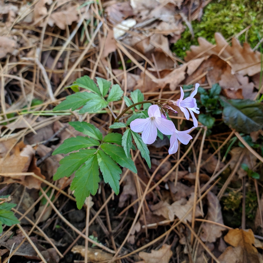 Image of Cardamine quinquefolia specimen.