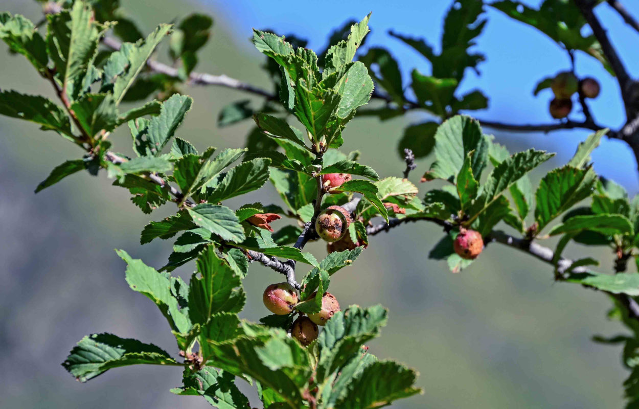 Изображение особи Louiseania ulmifolia.