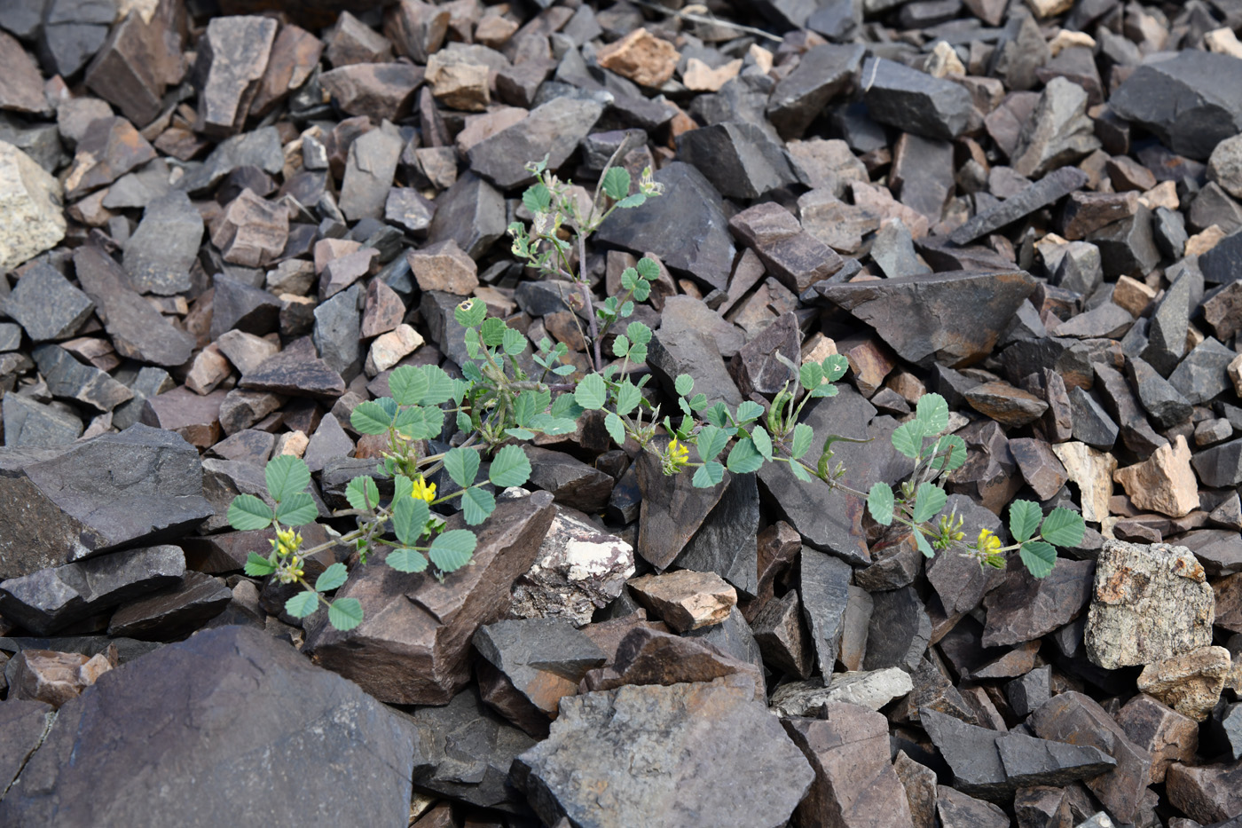 Image of Trigonella arcuata specimen.