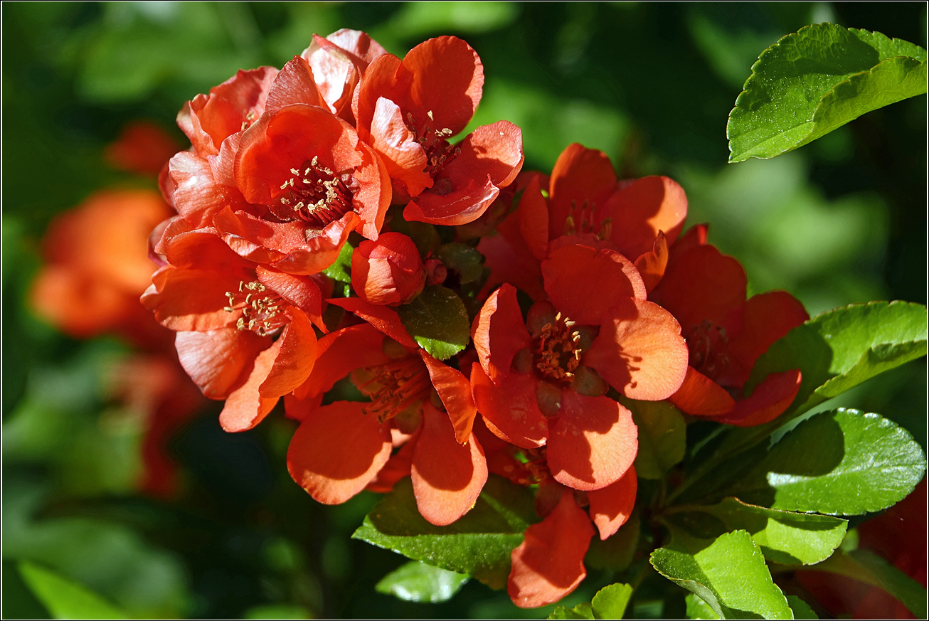 Image of Chaenomeles japonica specimen.