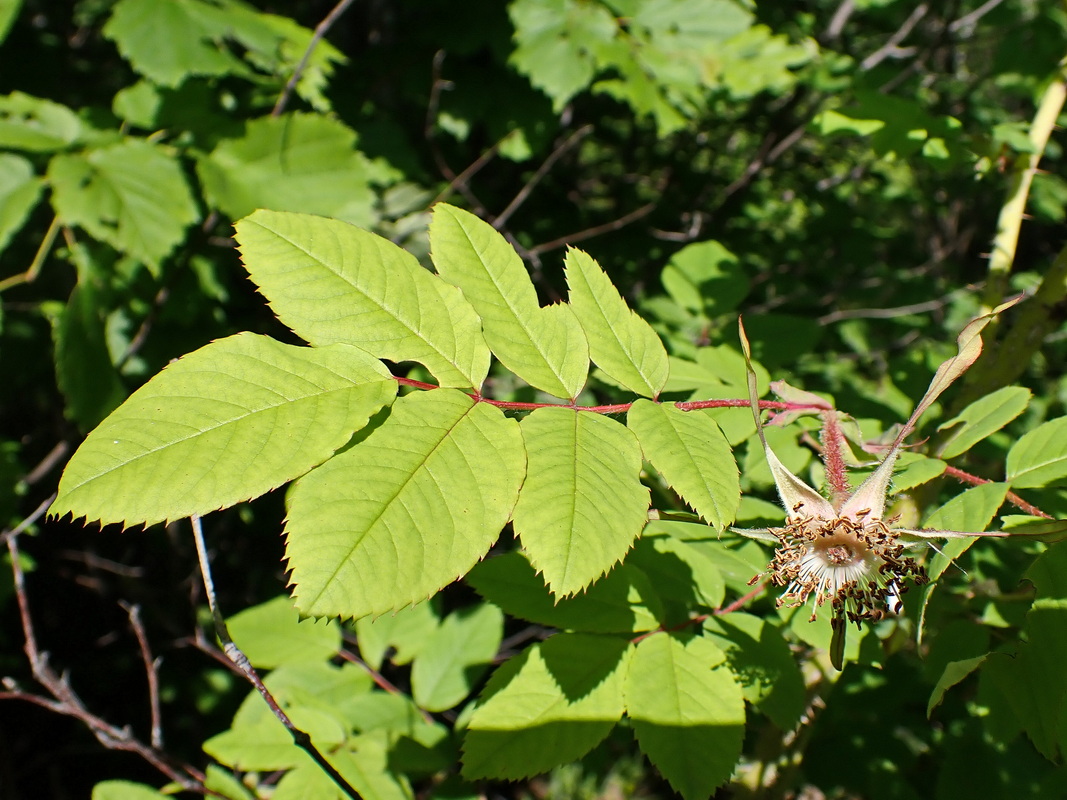 Image of Rosa acicularis specimen.