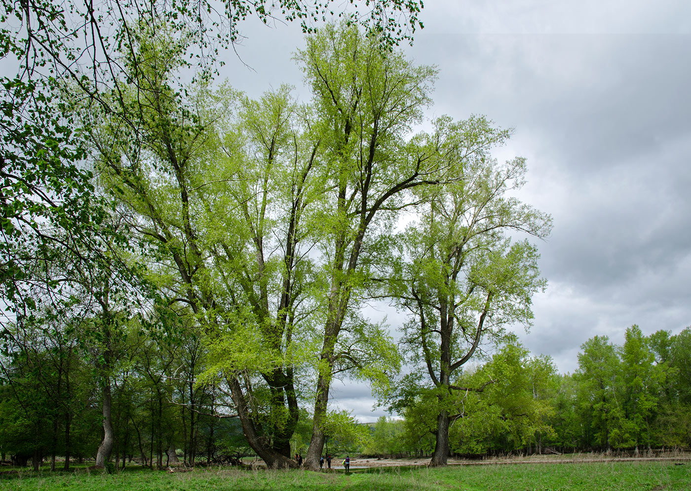 Image of Populus nigra specimen.