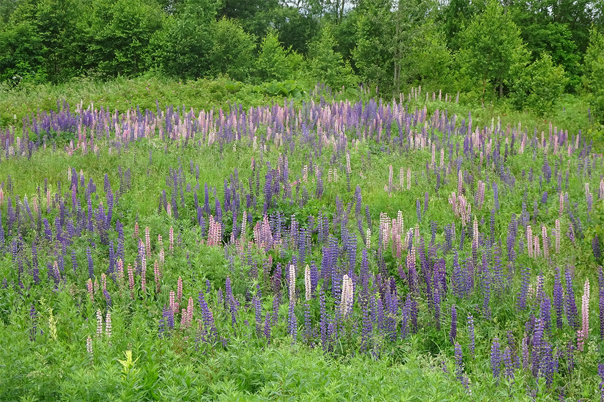 Image of Lupinus nootkatensis specimen.