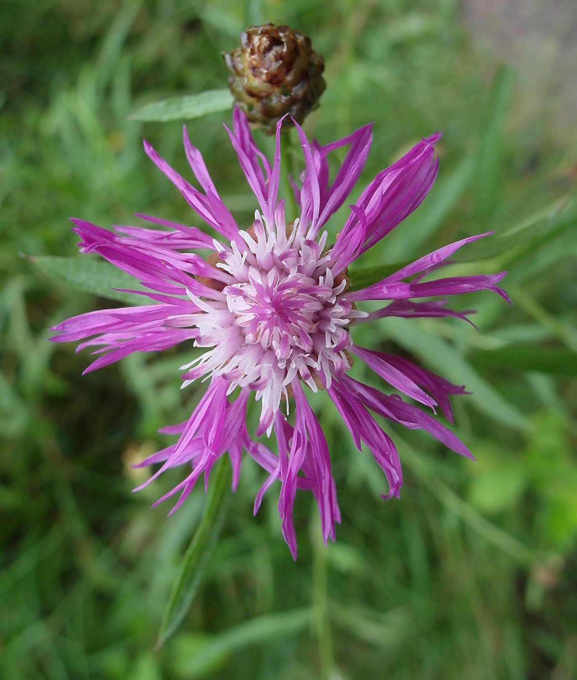 Image of Centaurea jacea specimen.