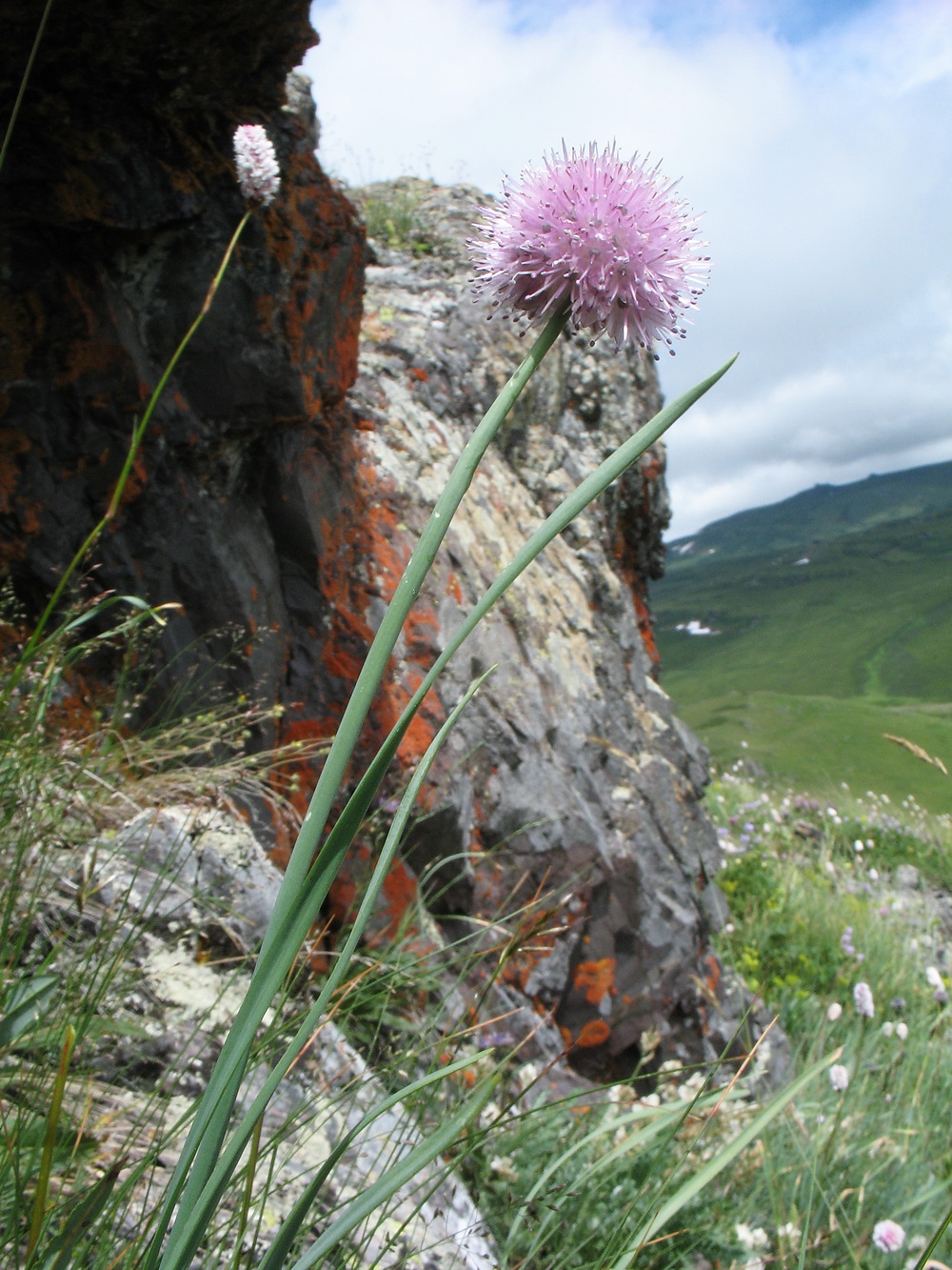 Image of Allium lineare specimen.