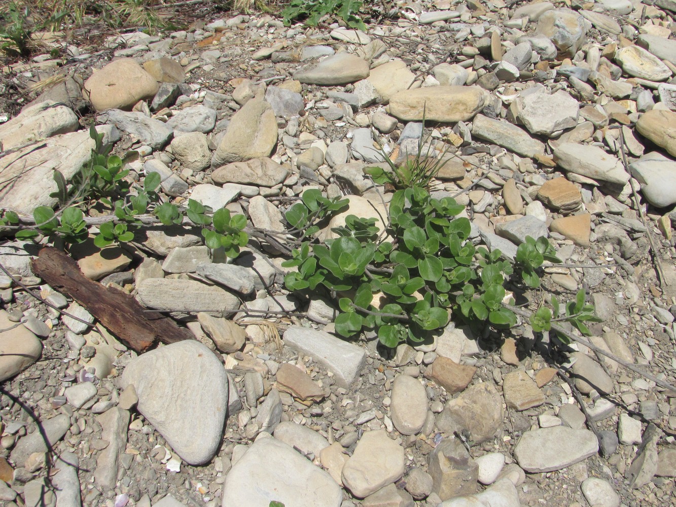 Image of Vitex trifolia ssp. litoralis specimen.