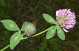 Trifolium pratense. Верхушка побега с цветущим и развивающимся соцветиями. Узбекистан, Наманганская обл., Чустский р-н, верховье кишлака Гова (G'ova), зона отдыха \"Нур\", Ферганская долина. 23.07.2024.