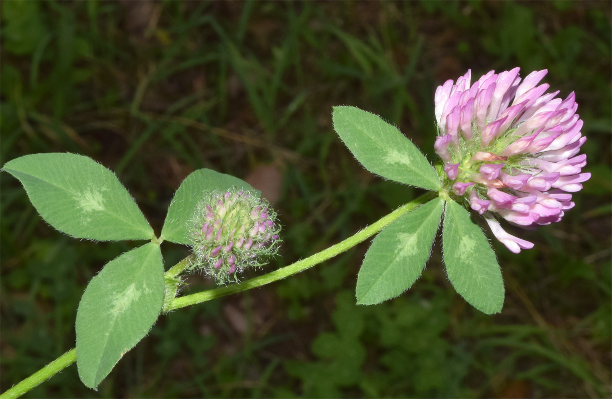 Изображение особи Trifolium pratense.