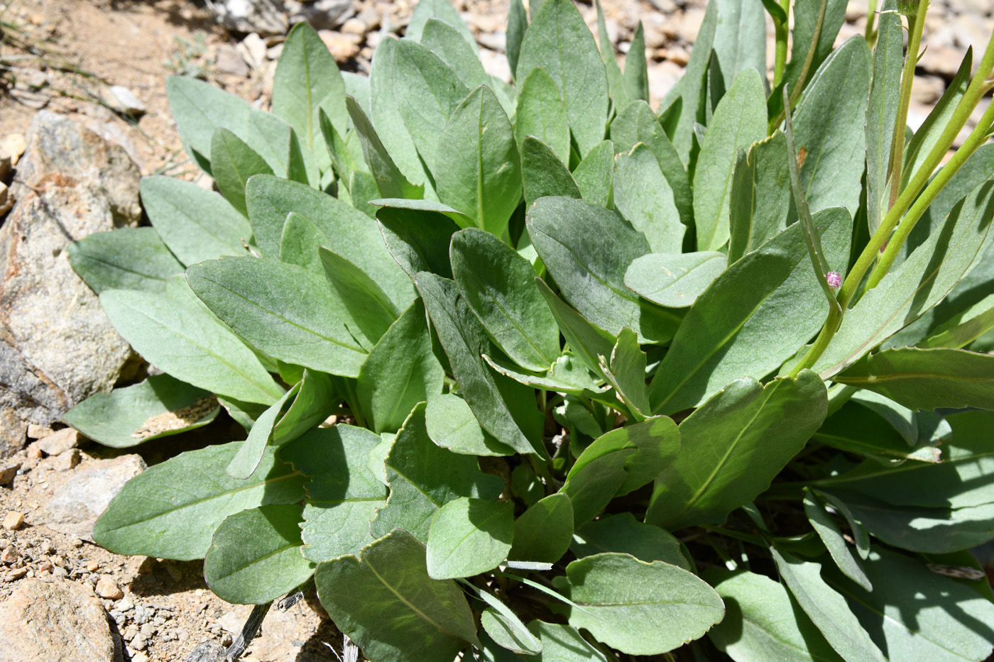 Изображение особи Senecio paulsenii.