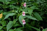 Impatiens glandulifera. Верхушка цветущего и плодоносящего растения. Московская обл., Волоколамский гор. округ, долина р. Каменка, опушка смешанного леса. 17.08.2024.