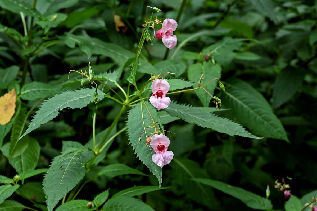 Image of Impatiens glandulifera specimen.