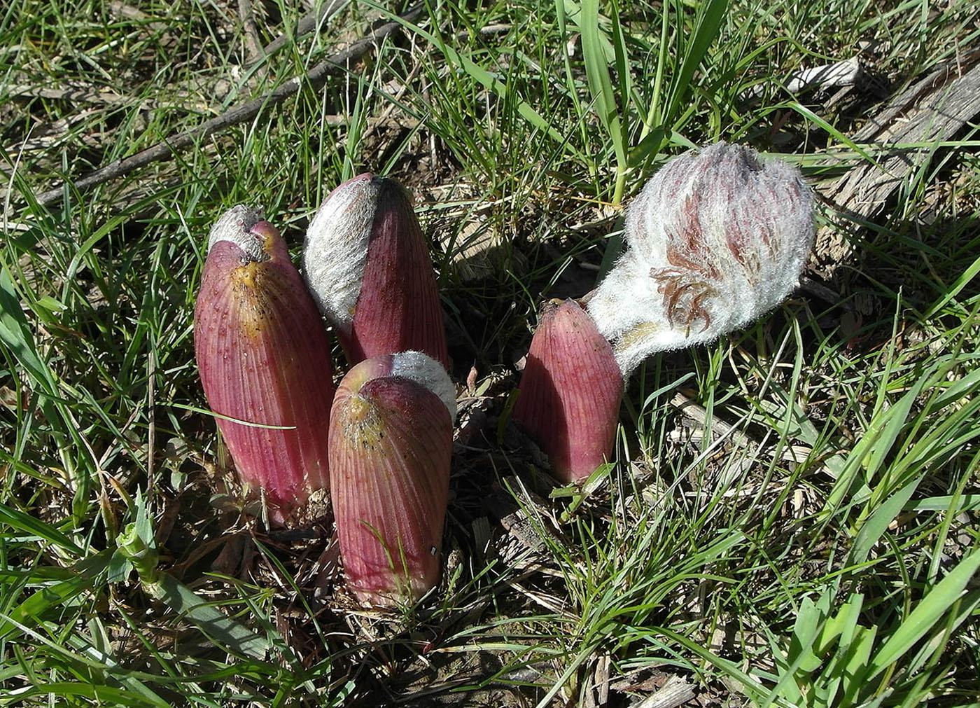 Изображение особи Ferula tenuisecta.