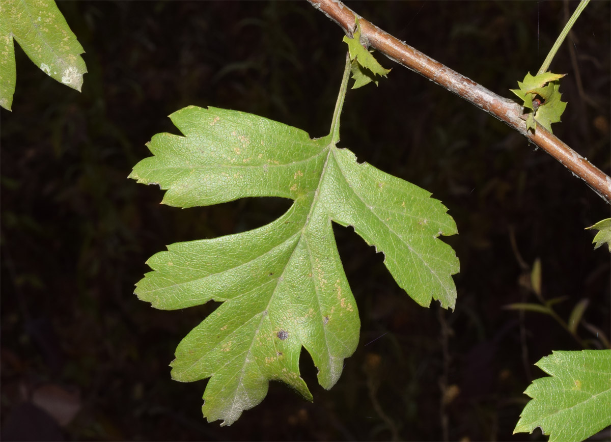 Изображение особи род Crataegus.