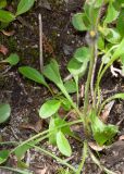 Hieracium triste. Листья (по краю кадра видны также листья Rhododendron camtschaticum). Камчатский край, Елизовский р-н, склон горы Летняя Поперечная, цирк Большая Чаша, кустарничковая тундра. 04.08.2024.