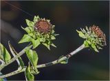 Inula helenium