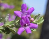 Leucophyllum frutescens. Цветки и бутон ('Green Cloud'). Испания, автономное сообщество Каталония, провинция Жирона, комарка Баш-Эмпорда, муниципалитет Палафружель, ботанический сад \"Кап-Роч\". 25.08.2024.