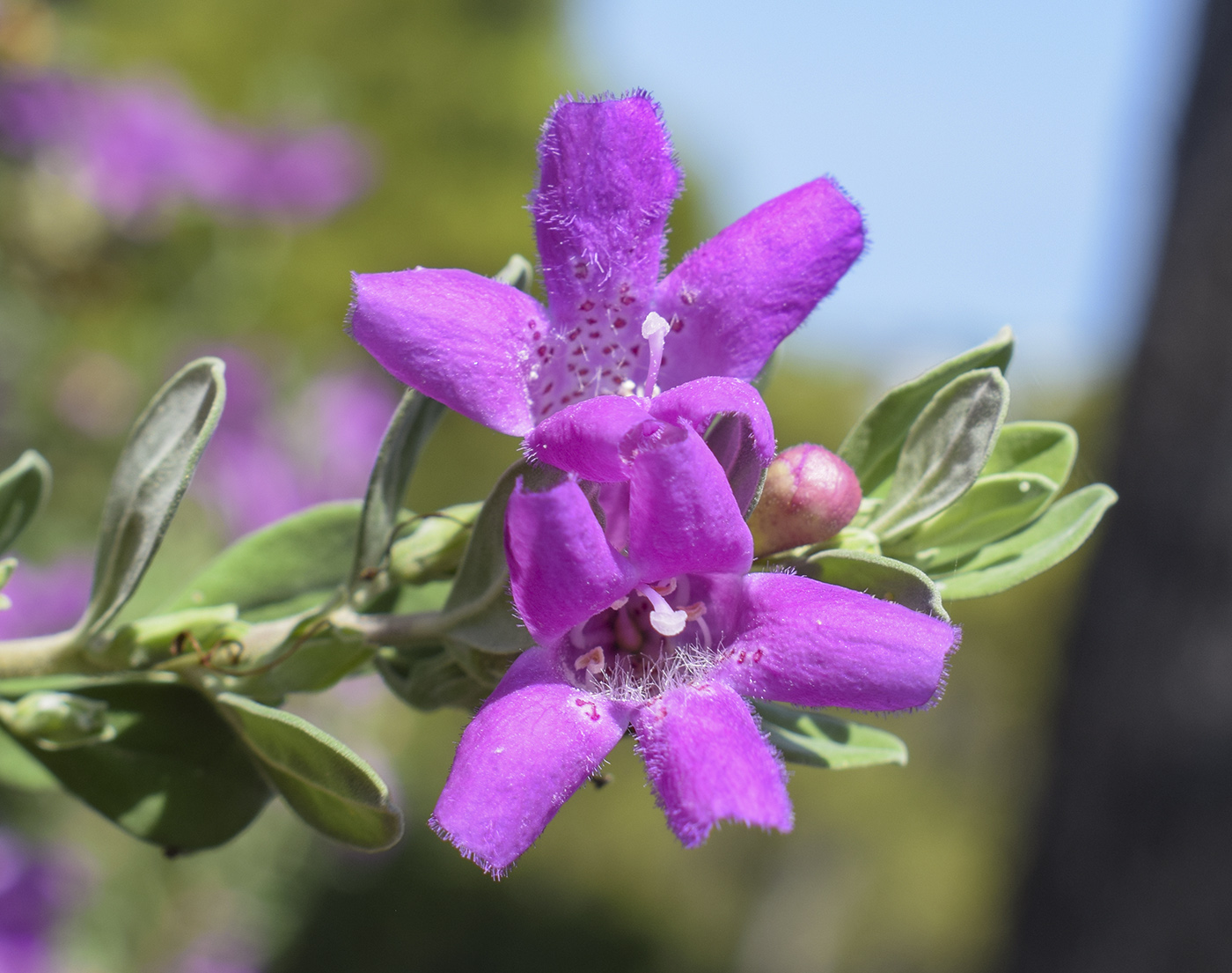 Image of Leucophyllum frutescens specimen.