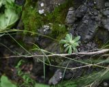 Saxifraga cartilaginea. Нижние листья. Чечня, Шаройский р-н, левый берег р. Цесиахк в 430 м выше водопада Цеси, на скале. 27 июня 2024 г.