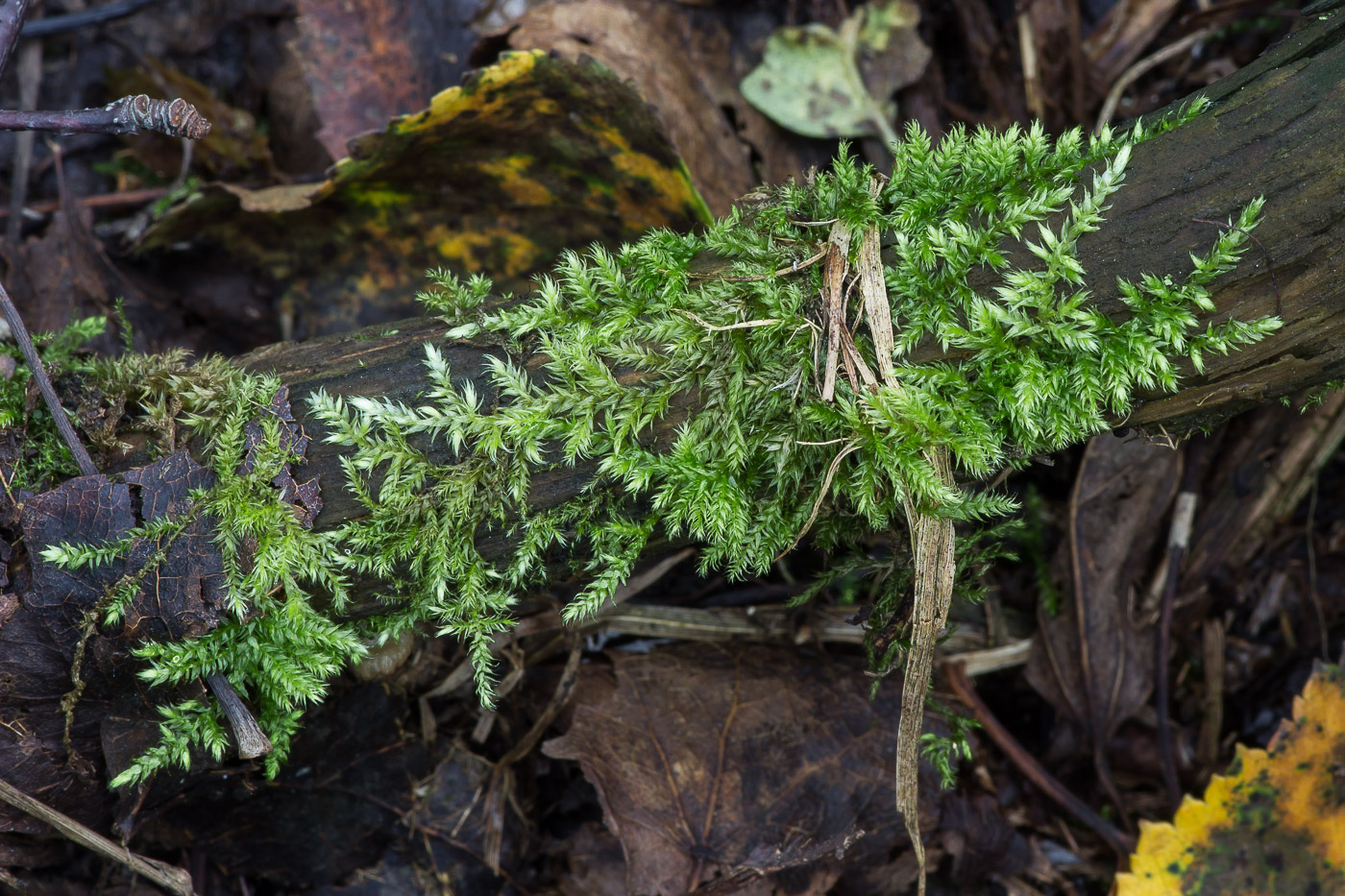 Image of familia Brachytheciaceae specimen.