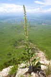 Verbascum lychnitis