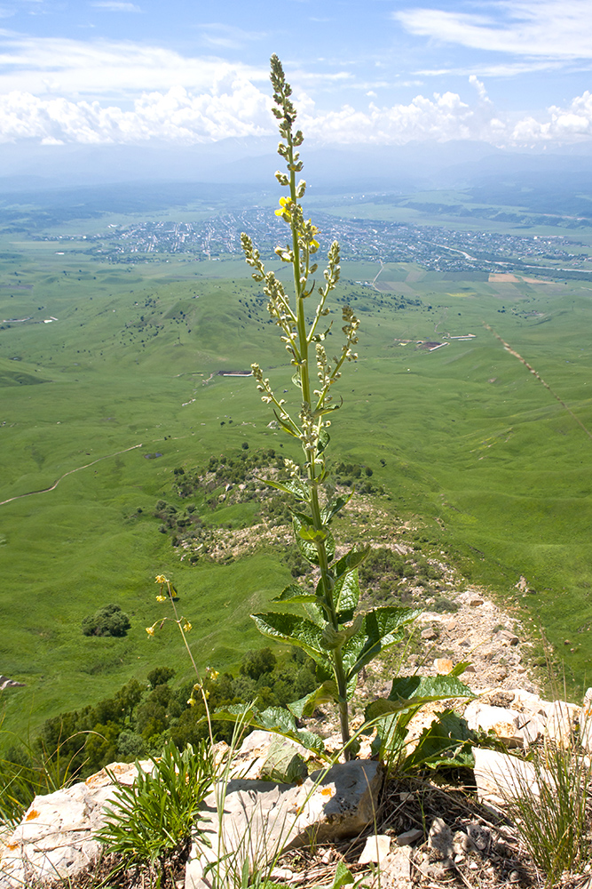 Изображение особи Verbascum lychnitis.