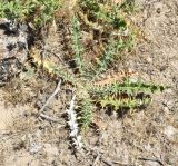 Cousinia polycephala. Вегетирующее растение. Узбекистан, Ферганская дол., Андижанская обл., Ходжаабадский р-н, окр. кишлака Имамата; горы Кырташтау, низкогорье, глинистая почва. 13.06.2015.