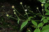 Смотреть изображение Dipsacus pilosus