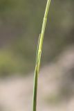 View full-size image Psilurus incurvus