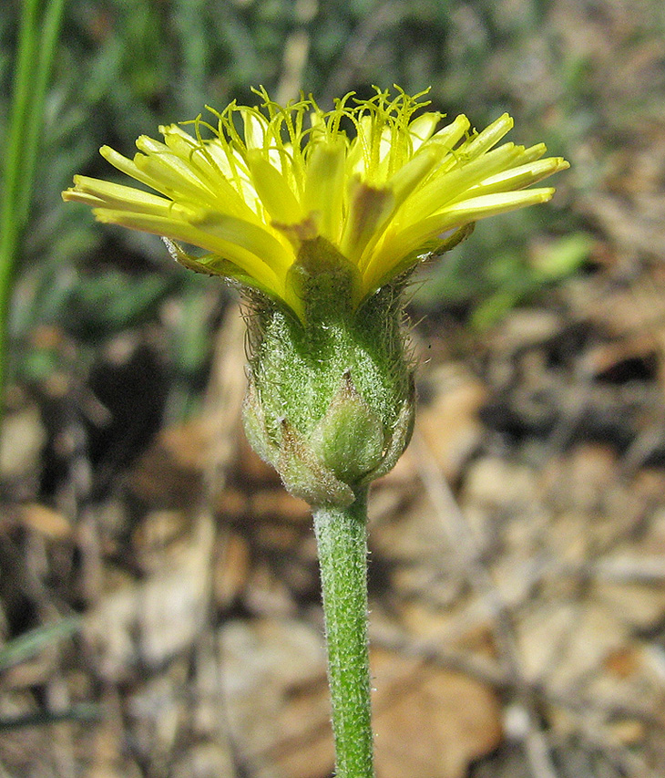 Image of Crepis alpina specimen.