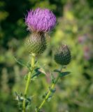 View gallery of subtaxa Image of specimen