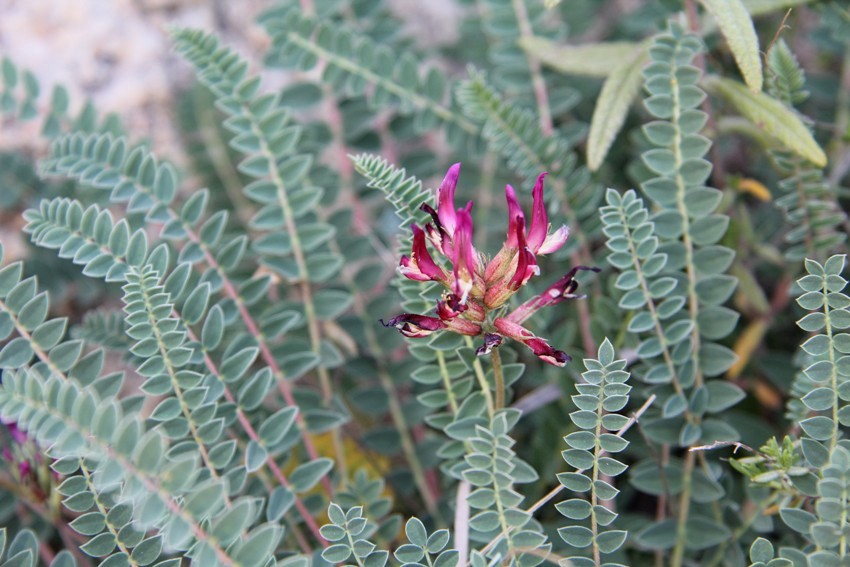 Image of Astragalus monspessulanus specimen.