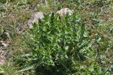 View full-size image Gentiana septemfida