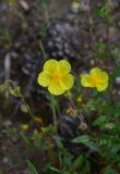 View full-size image genus Helianthemum