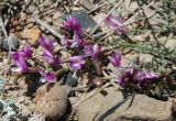 Astragalus subuliformis