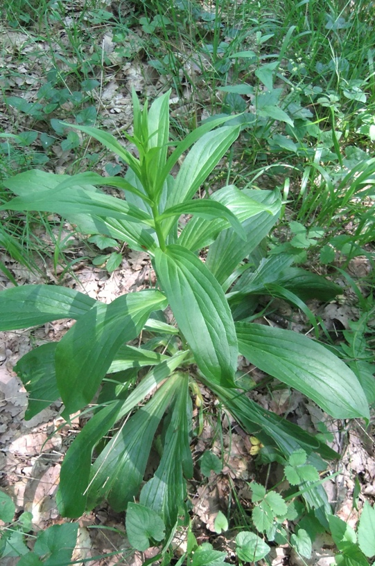 Изображение особи Digitalis schischkinii.