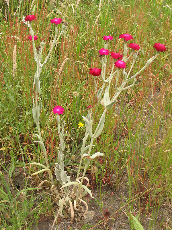 Image of Lychnis coronaria specimen.