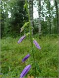 Campanula rapunculoides. Часть соцветия. Тверская обл., Ржевский р-н, р. Волга, окр. переката Рождественский. 9 июля 2011 г.