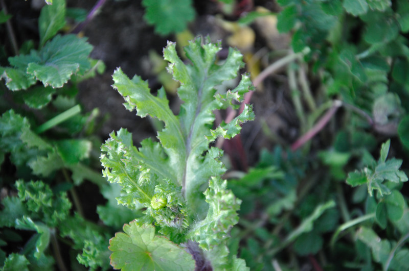 Изображение особи Senecio vernalis.