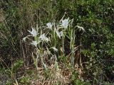 Pancratium maritimum. Цветущие растения. Турция, территория гостиницы. 08.09.2007.