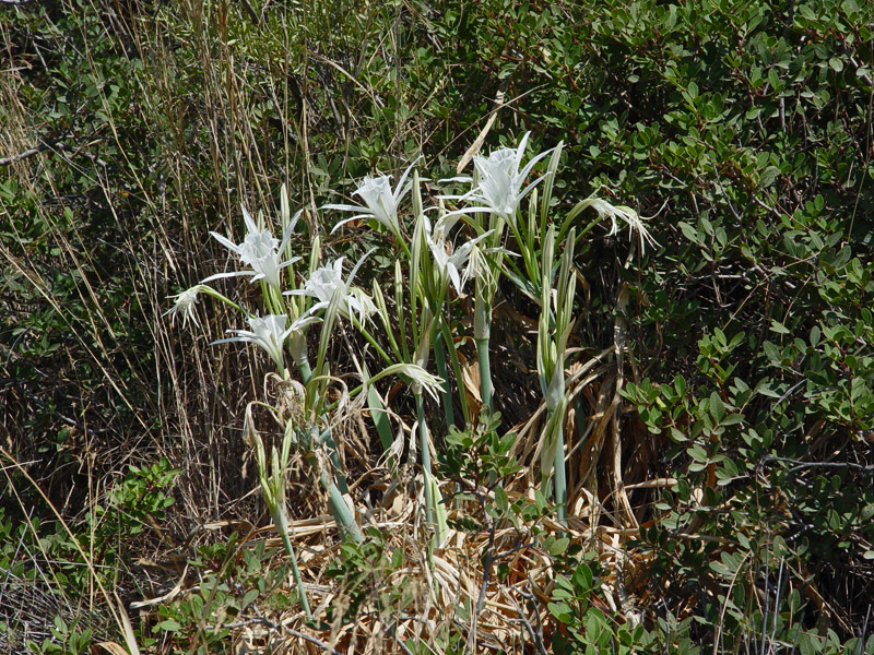 Изображение особи Pancratium maritimum.