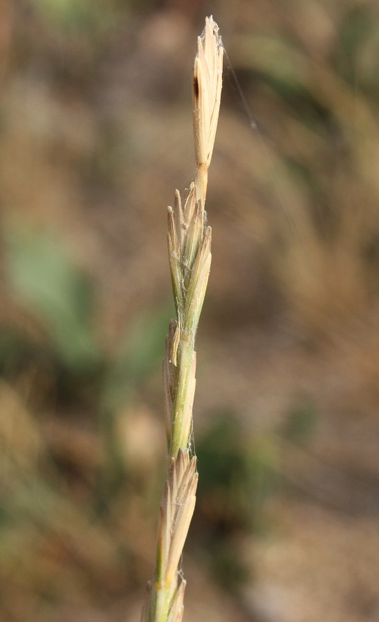 Image of Elytrigia obtusiflora specimen.