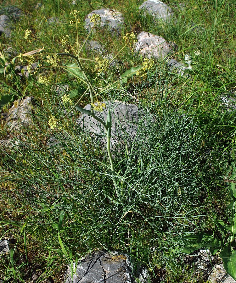 Image of Ferula ceratophylla specimen.