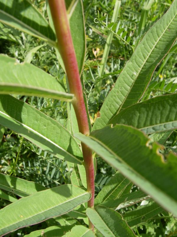 Image of Chamaenerion angustifolium specimen.