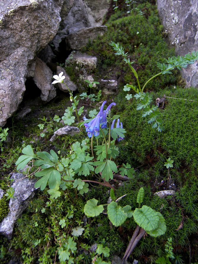 Image of Corydalis emanueli specimen.